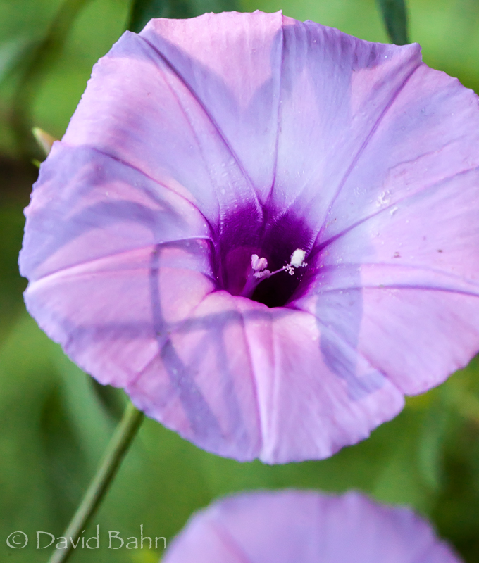 20160924-kleb-woods-9716