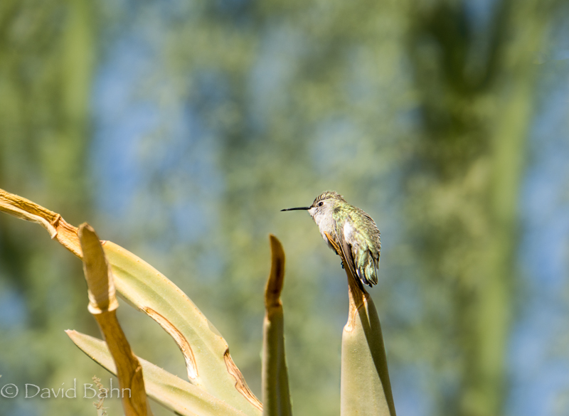 20170126-dlb-04803-edit-edit