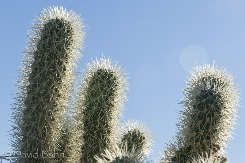 dlb-phoenix-desert-botanical-garden-04755