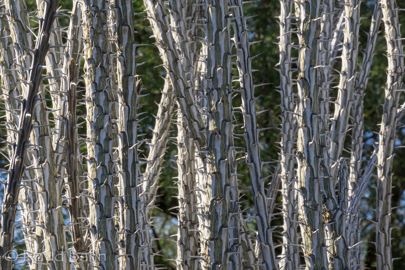 dlb-phoenix-desert-botanical-garden-04757