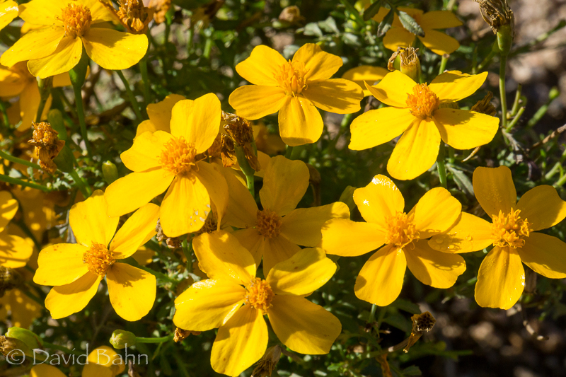 dlb-phoenix-desert-botanical-garden-04759