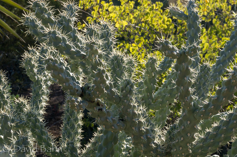 dlb-phoenix-desert-botanical-garden-04765