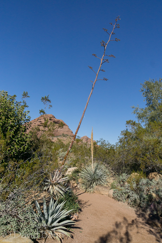 dlb-phoenix-desert-botanical-garden-04768