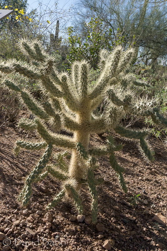 dlb-phoenix-desert-botanical-garden-04782