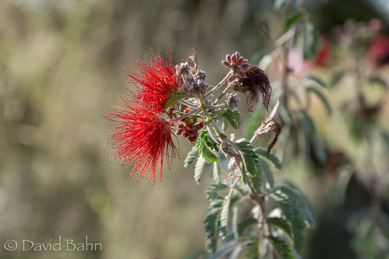 dlb-phoenix-desert-botanical-garden-04784