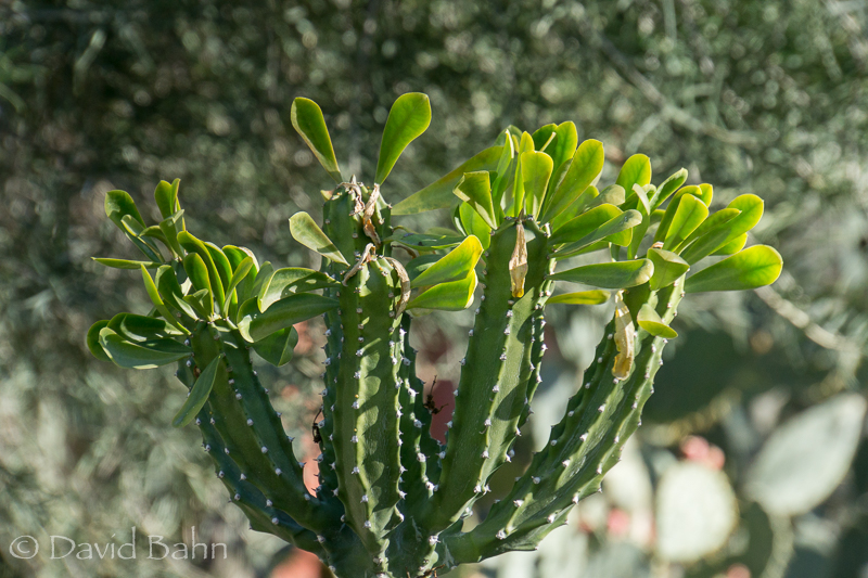 dlb-phoenix-desert-botanical-garden-04792