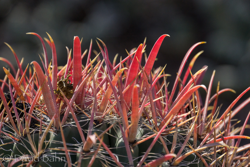 dlb-phoenix-desert-botanical-garden-04818