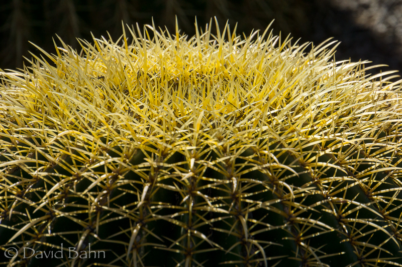 dlb-phoenix-desert-botanical-garden-04830