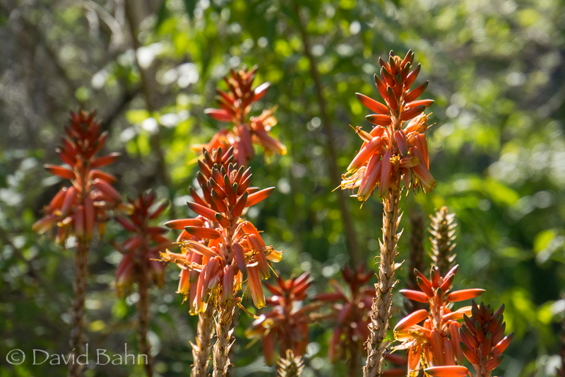 dlb-phoenix-desert-botanical-garden-04837