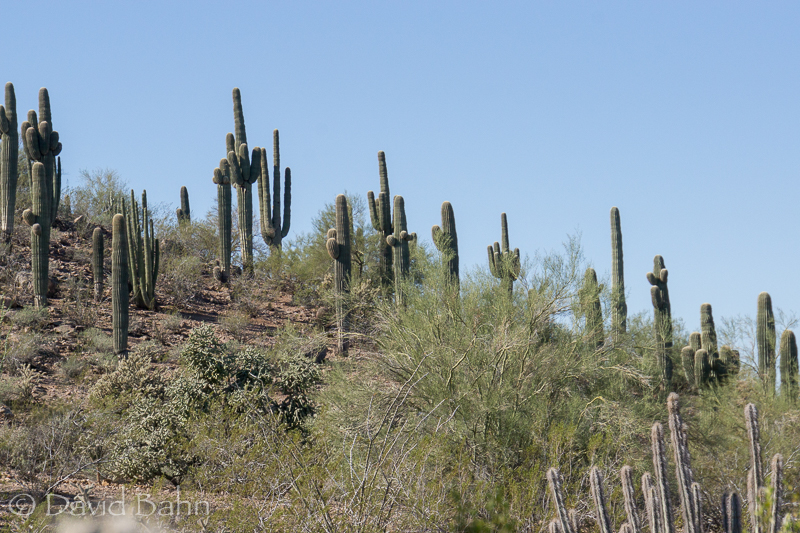 dlb-phoenix-desert-botanical-garden-04841