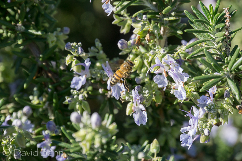 dlb-phoenix-desert-botanical-garden-04845