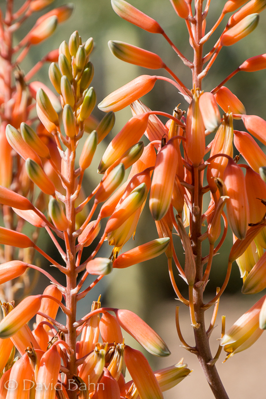 dlb-phoenix-desert-botanical-garden-04871