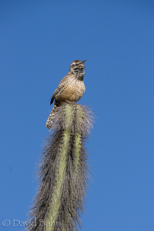 dlb-phoenix-desert-botanical-garden-04790