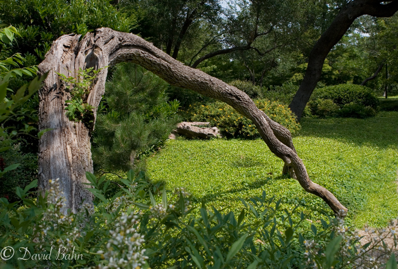 “Humility” © 2008 David Bahn flowersbygodphotosbydavid.com