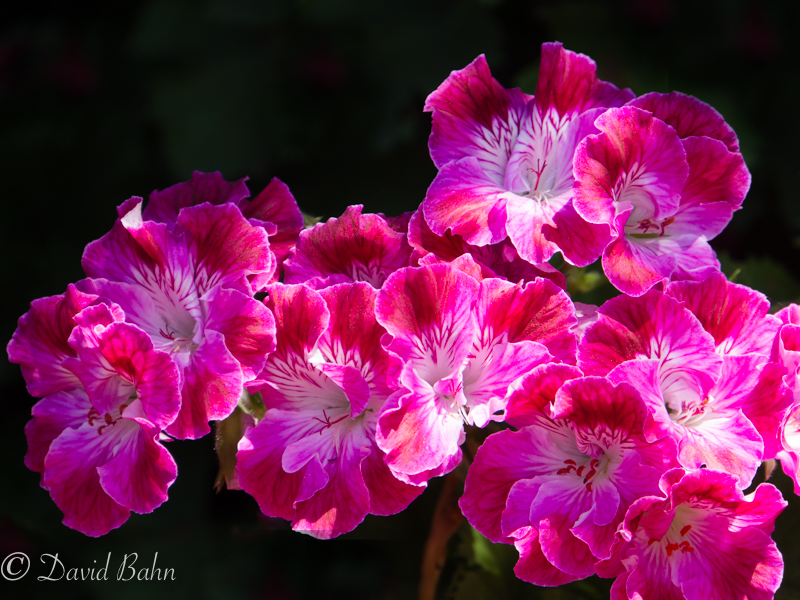 20170331-DSC06083-Edit