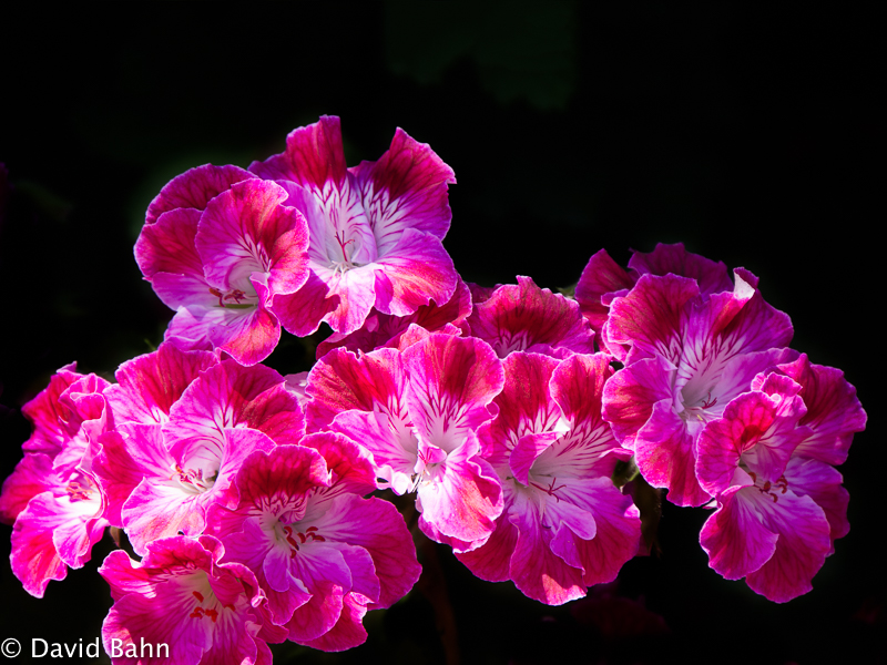 20170331-DSC06083-Edit