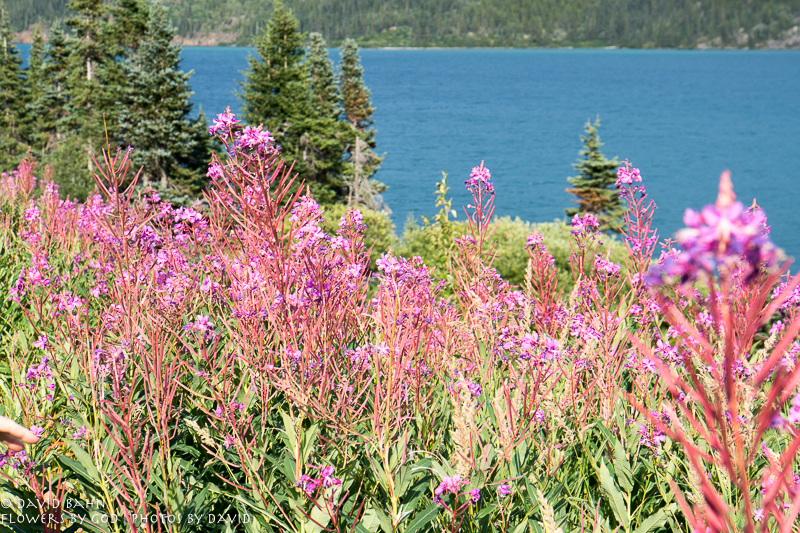 20160802-Glacier Bay &amp; Skagway-02894