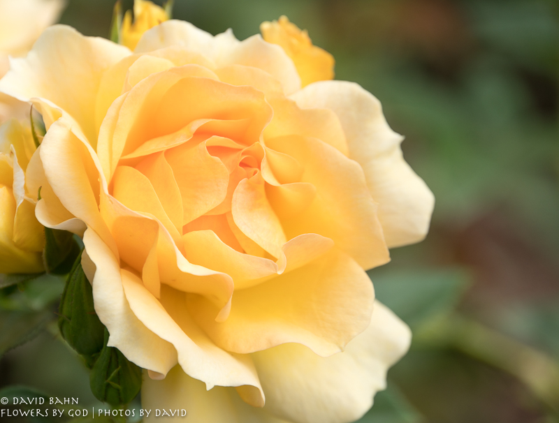 Beautiful flowers at the Gartenschau in Kaiserslautern