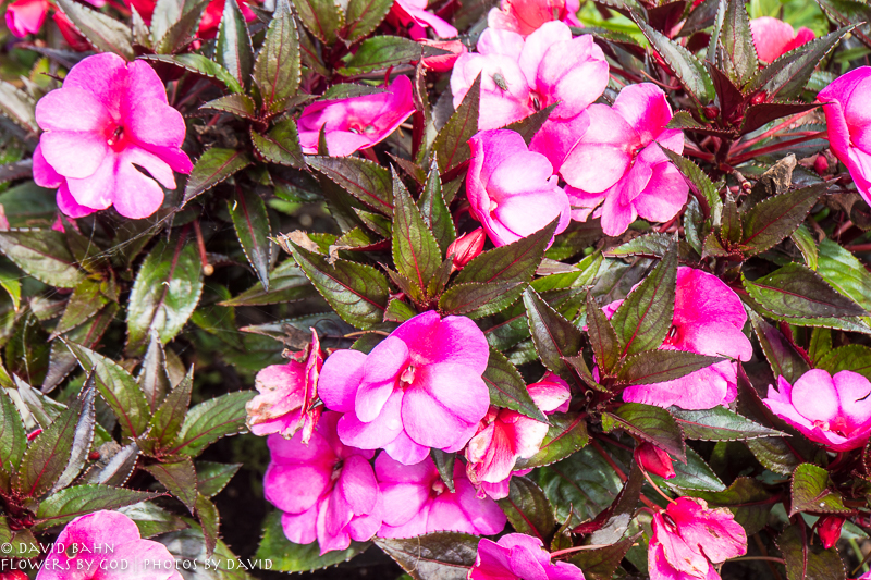 Beautiful flowers at the Gartenschau in Kaiserslautern