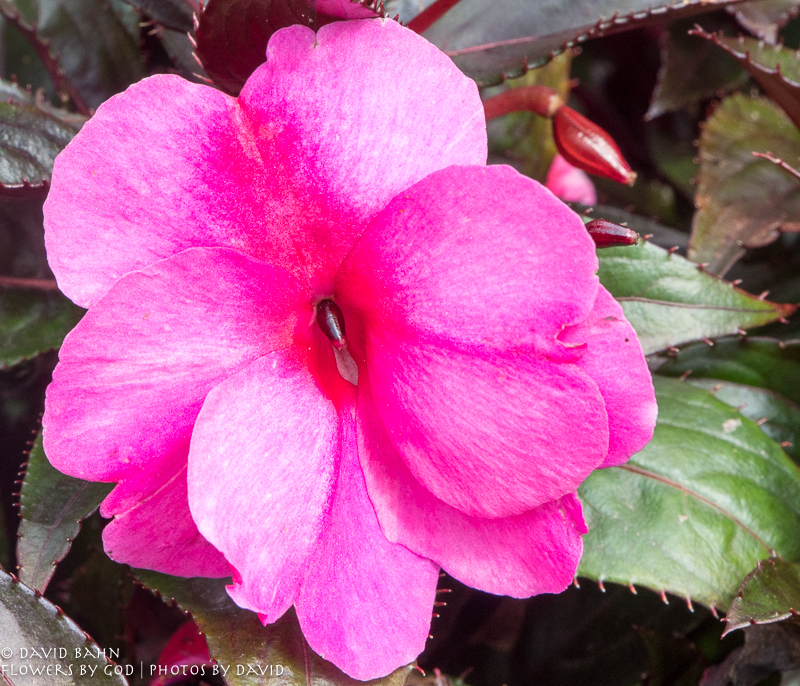 Beautiful flowers at the Gartenschau in Kaiserslautern