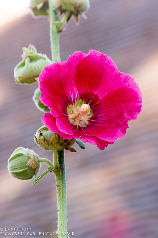 Hollyhock at the Sans Souci Gardens - on the outskirts of Berlin | August 2017