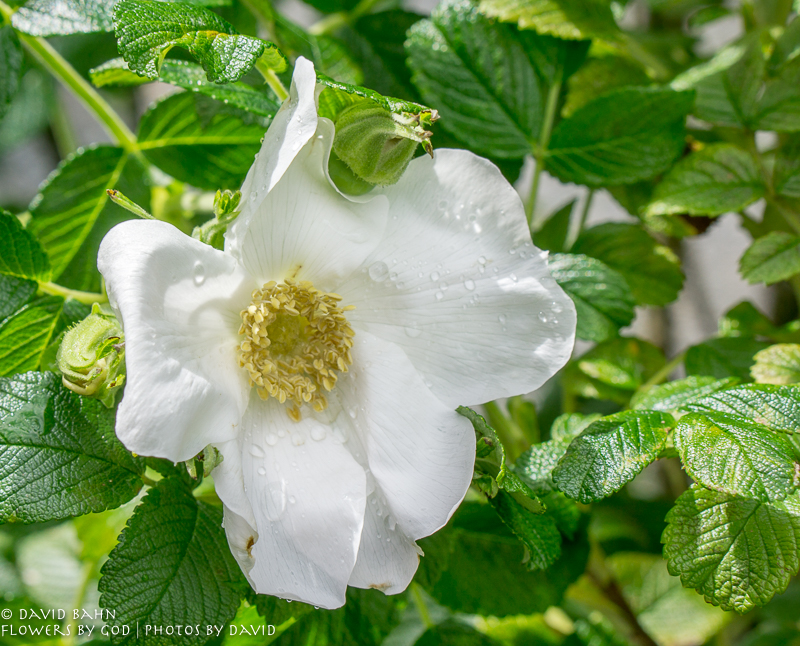 One of the many blossoms growing in the Saxony Switzerland national park.