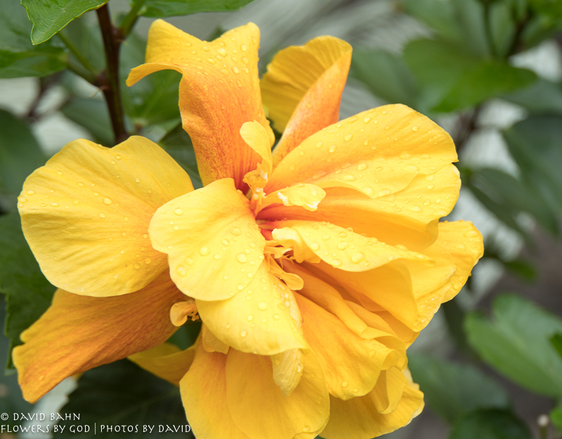Rain-kissed flower growing in front of one of the outdoor restaurants in Prague