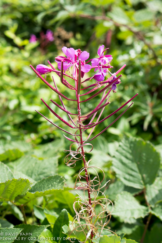 Fireweed - just like we saw in Alaska