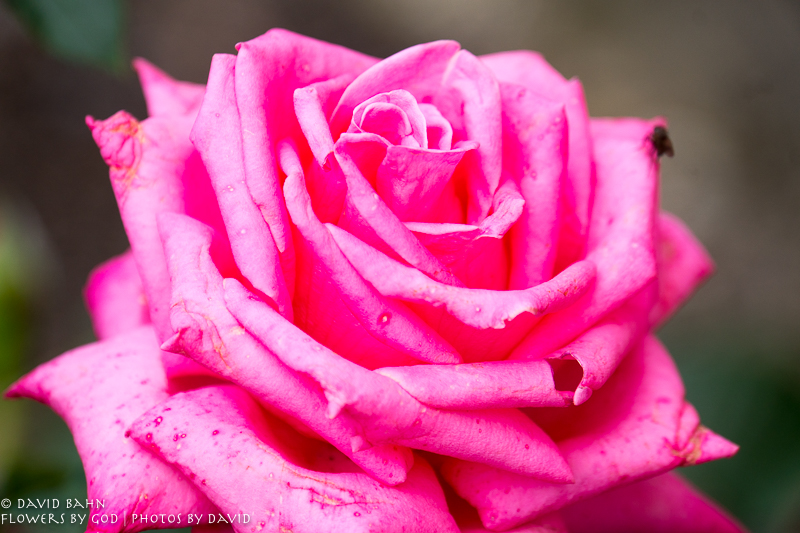 Roses were growing all along one path of the Königstein fortress
