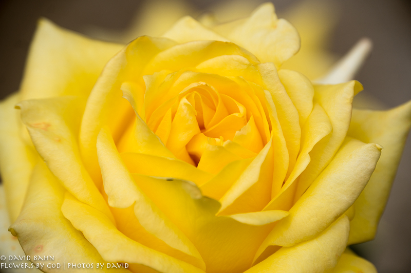 Roses were growing all along one path of the Königstein fortress