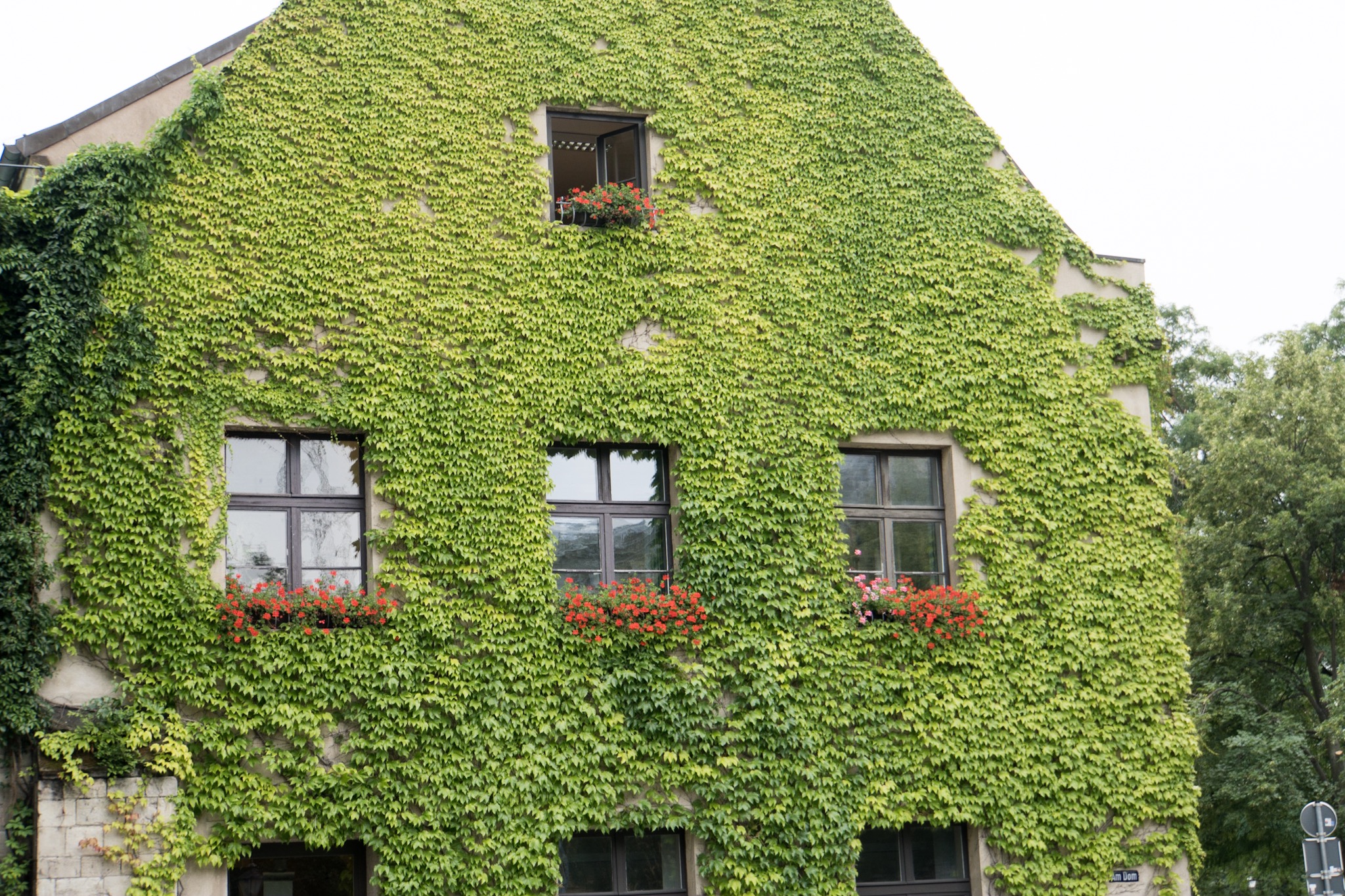 Ivy-covered wall of building next to Magdeburg Cathedral