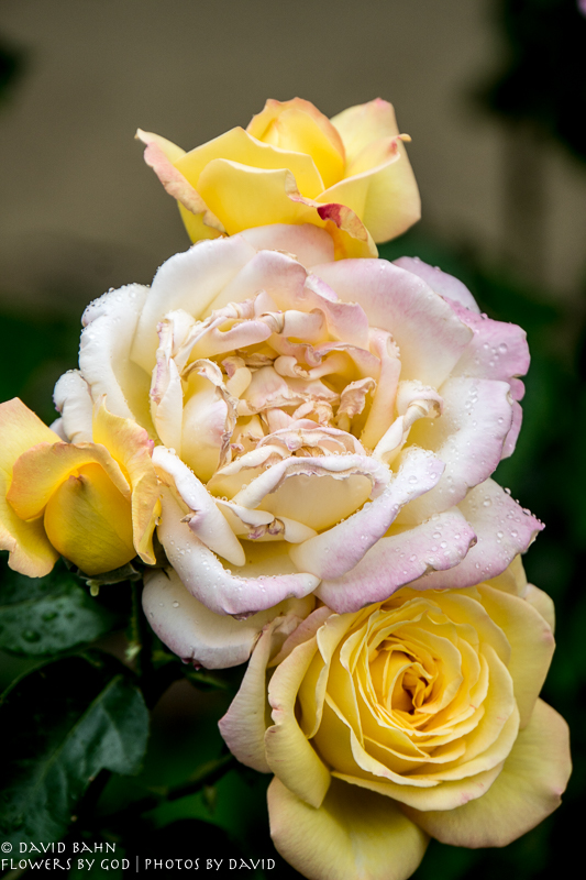 Roses bloom in the Franciscan Garden outside a small church in Prague