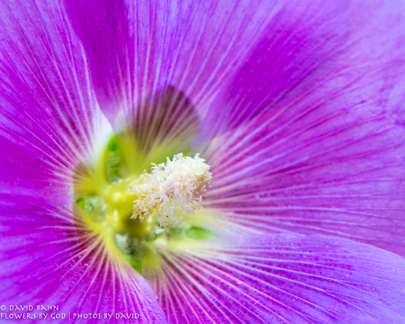 Hollyhock