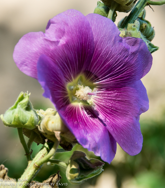 Hollyhock