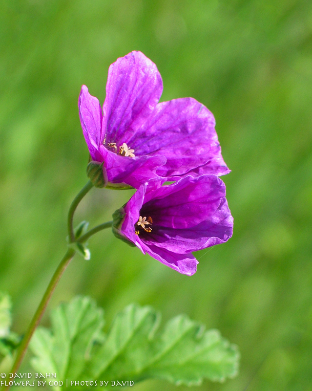 Purple Twin Wildflower-a