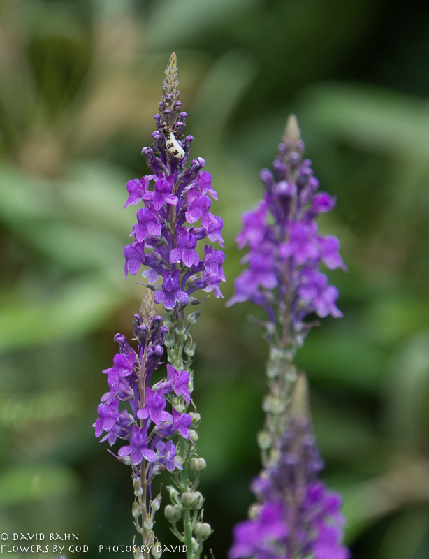 20160804-Alaska-Cruise-Juneau-&amp;-Ketchekan02949