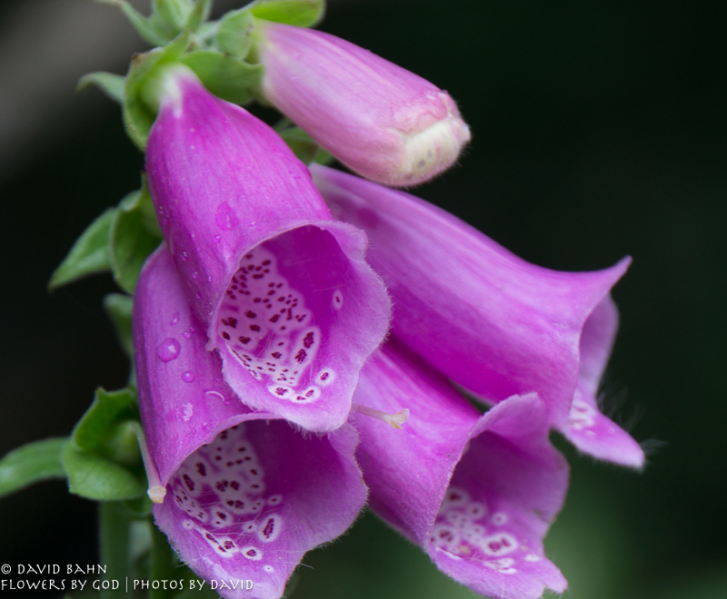 20160804-Alaska-Cruise-Juneau-&-Ketchekan02953