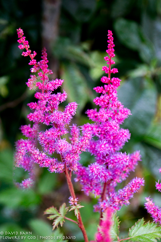 20160804-Cruise-Day-5-Ketchikan-02955