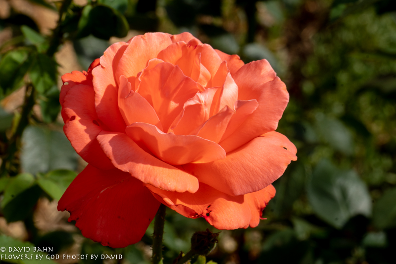 20180729-20180729-DSC09018