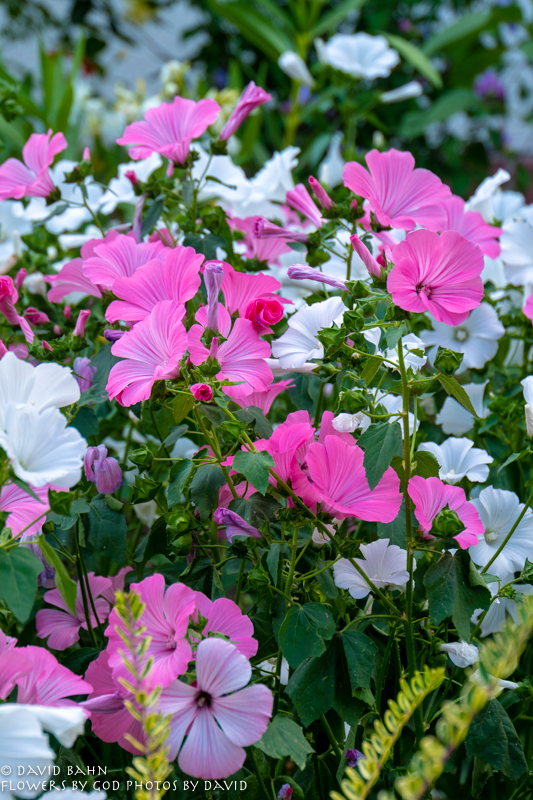 20180729-20180729-DSC09026