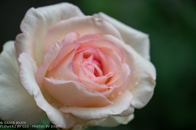 Luxembourg City rose