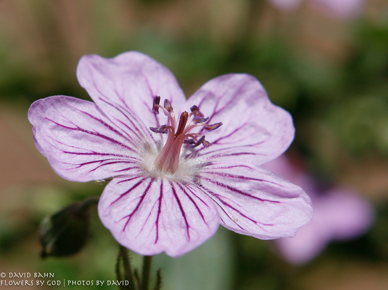 2009_FBGPBD_Calendar-03