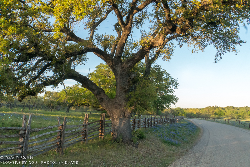 Wildflowers on the Willow City Loop