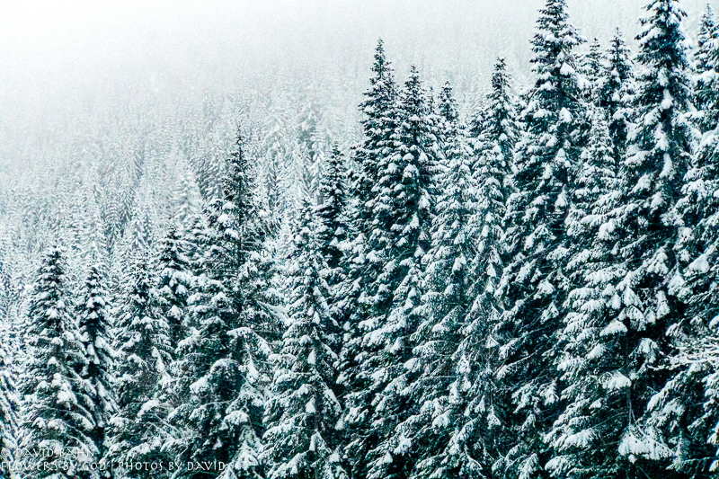 20191229-DSC00110-New Blog Post-2