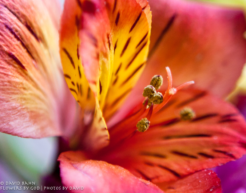 20100418-20100418-20100418-_MG_4018-Edit-Edit-Edit