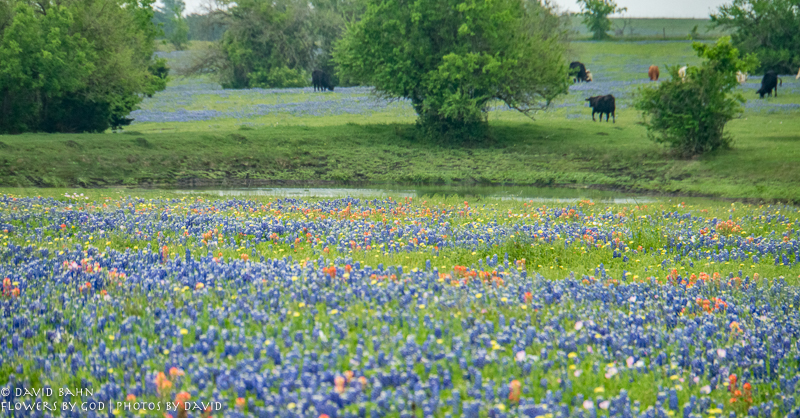 20200403-DSC02424-Edit