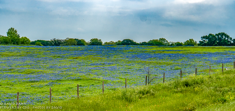 20200403-DSC02469-Edit-2