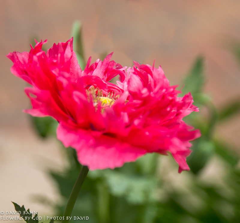 20200403-DSC02538-Edit-Edit