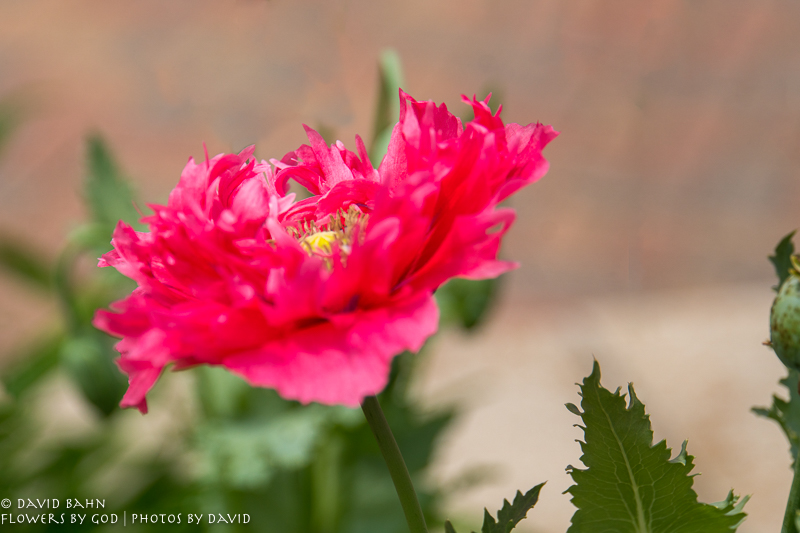 20200403-DSC02538-Edit