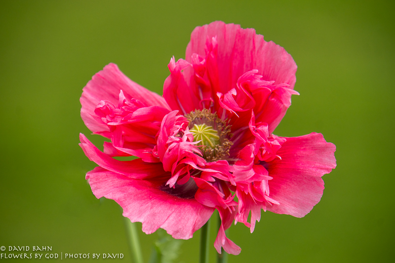 20200403-DSC02544-Edit-Edit